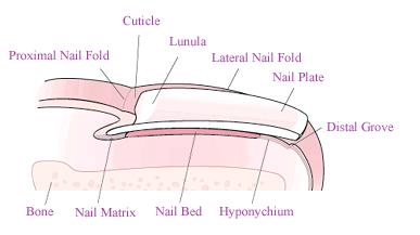 Toenail Cross Section